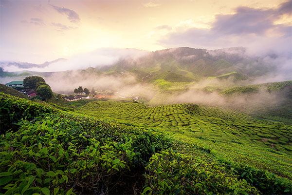 munnar